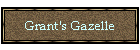 Grant's Gazelle