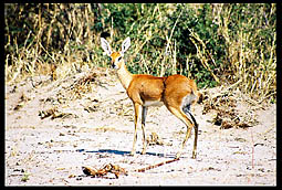 Steenbok