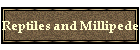 Reptiles and Millipede