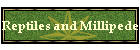 Reptiles and Millipede