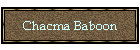Chacma Baboon
