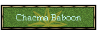 Chacma Baboon