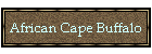 African Cape Buffalo