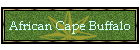 African Cape Buffalo