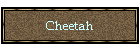 Cheetah