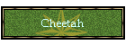 Cheetah