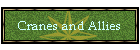 Cranes and Allies