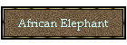 African Elephant