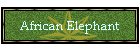 African Elephant