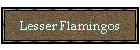 Lesser Flamingos