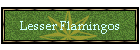 Lesser Flamingos