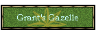 Grant's Gazelle