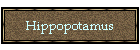 Hippopotamus