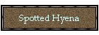 Spotted Hyena