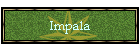 Impala