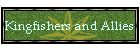 Kingfishers and Allies