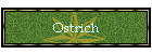 Ostrich