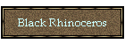 Black Rhinoceros