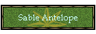 Sable Antelope