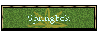 Springbok