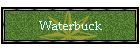Waterbuck
