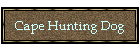 Cape Hunting Dog