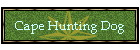 Cape Hunting Dog