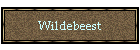 Wildebeest