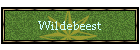 Wildebeest