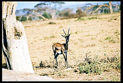 Grant's Gazelle