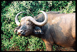 African Cape Buffalo