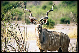 Greater Kudu