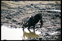 Sable Antelope