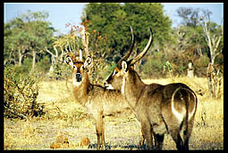 Waterbuck