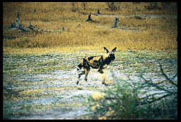 Cape Hunting Dog