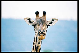 Giraffe