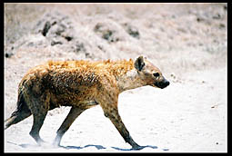 Hyena