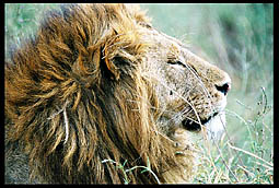 Lions