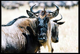 Wildebeest