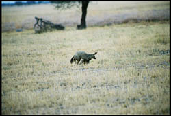 Bat Eared Fox