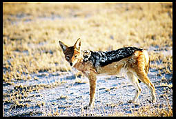 Black Backed Jackal