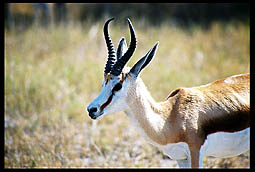 Springbok