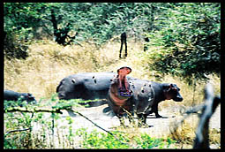 Hippopotamus