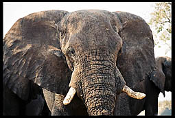 African Elephant
