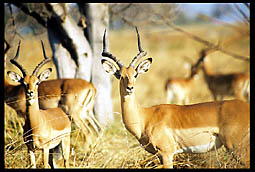 Impala