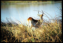 Red Lechwe