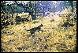 Leopards